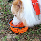 350ML Portable Folding Pet Bowl with Keychain – Travel Cat & Dog Bowl, Durable & Convenient